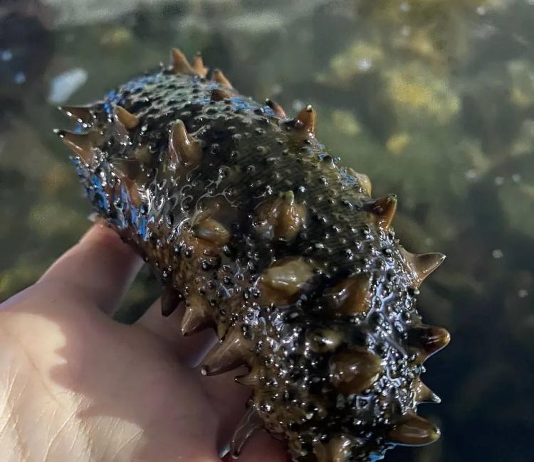 Экскурсия на Мореферму
