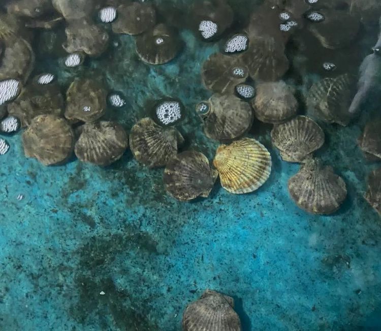 Экскурсия на Мореферму