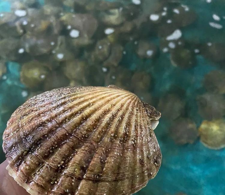 Экскурсия на Мореферму